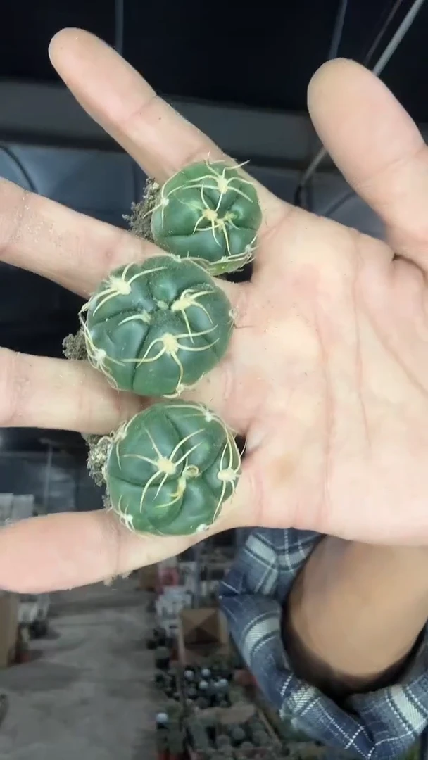 小海王三颗9.99   配货看图