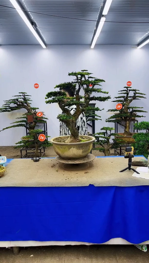 完全开放一物一拍，所见即所得