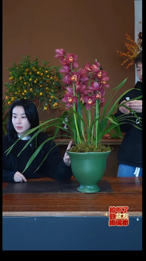 全部花朵朱雀盆景盆景