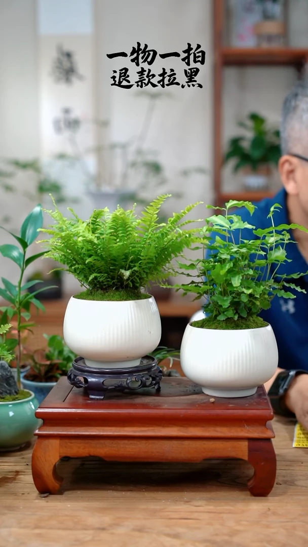 完全开放谢***姐蕨2盆931