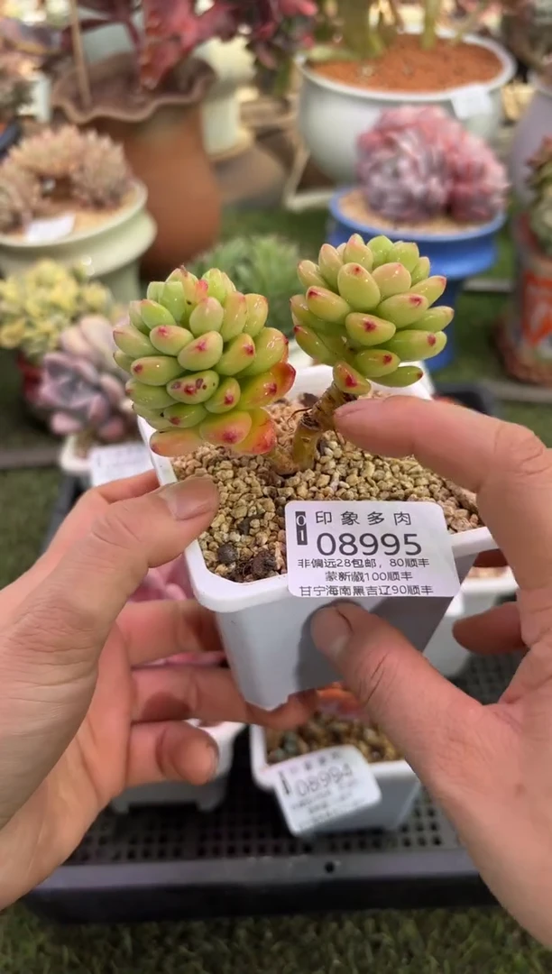 【闪购商品】08995