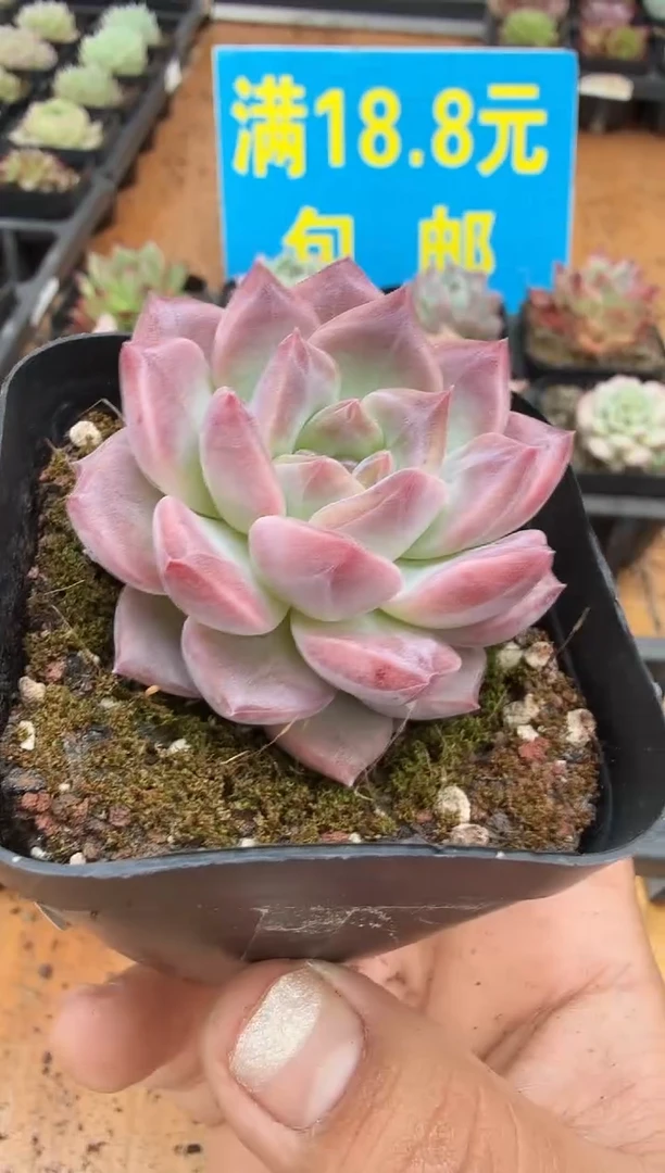 东云多肉园二店-169