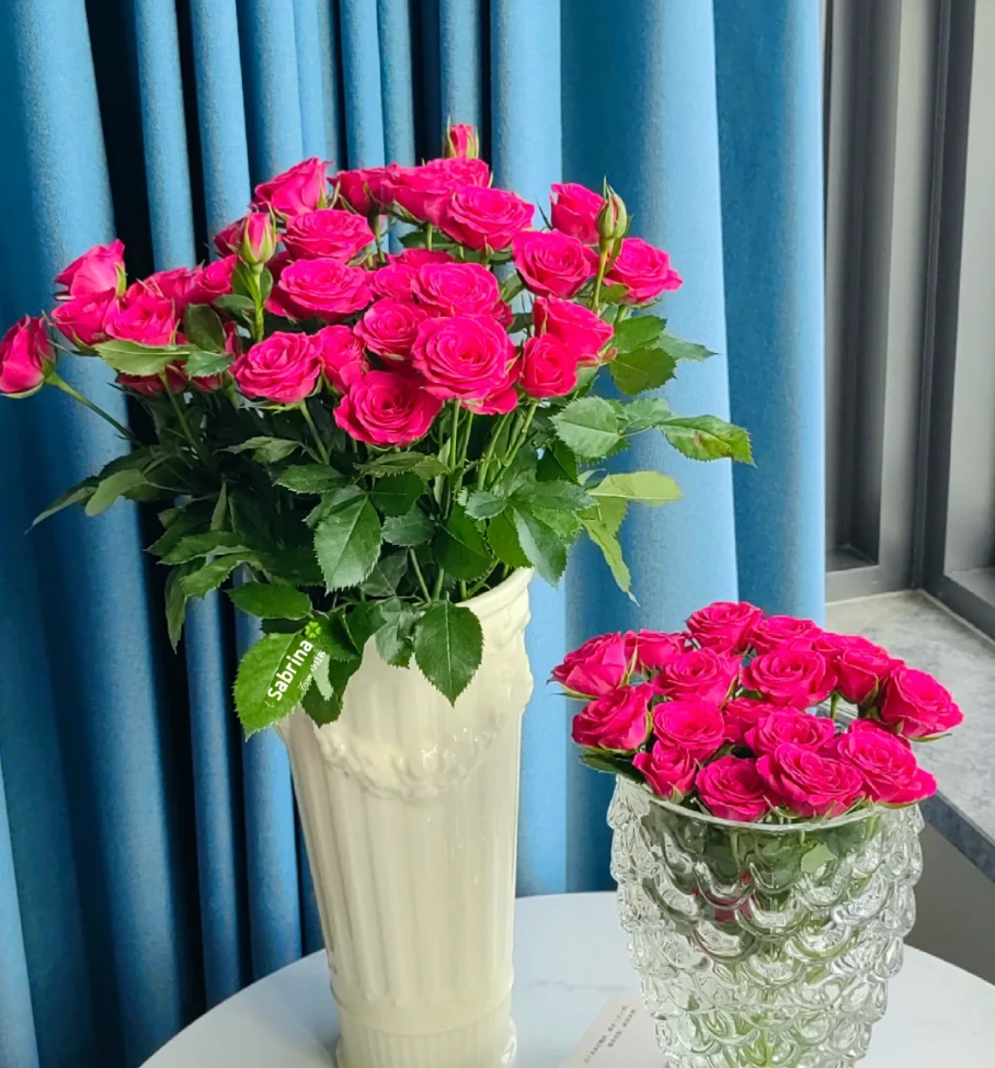 【A级多头弗洛伊德玫瑰】一单包邮 任意2单京东或顺丰 到货需要醒花