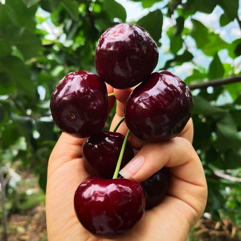 车厘子果树苗基地直发纯甜无酸异花授粉盆栽地栽南方北方都可以