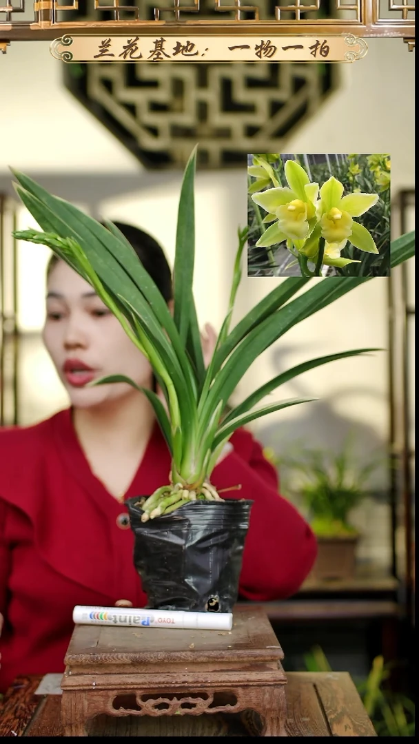 完全开放金如意带2花苞