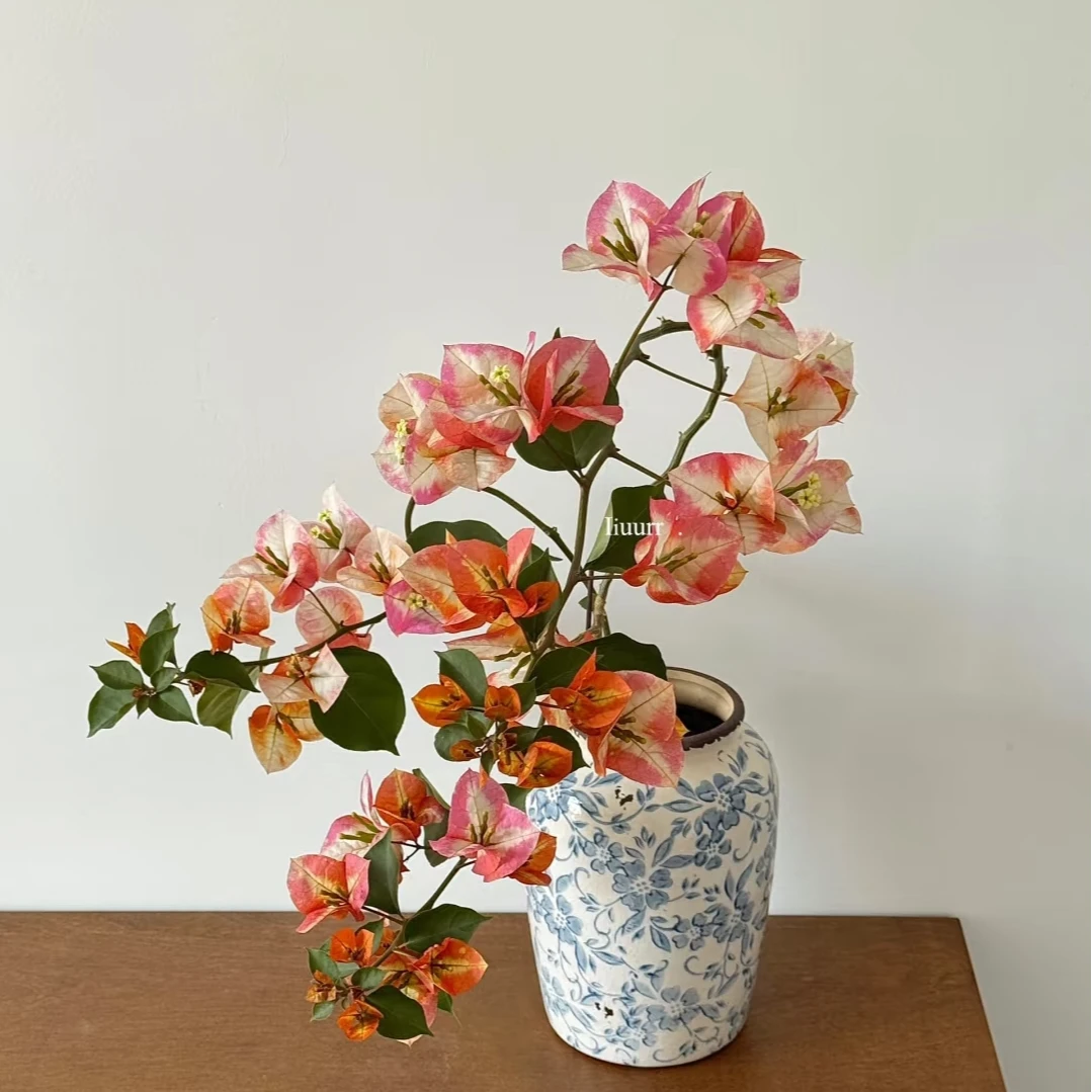 【凤凰1加仑】黄橙粉白渐变色三角梅四季开花耐热好养适合庭院阳台