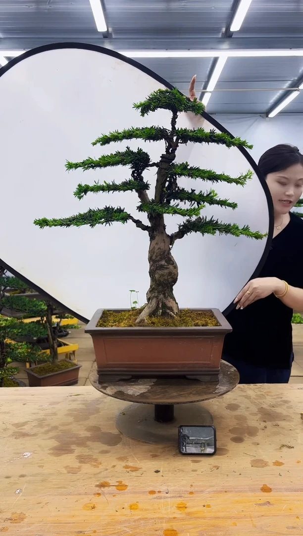 无花朵一物一拍，所见即所得