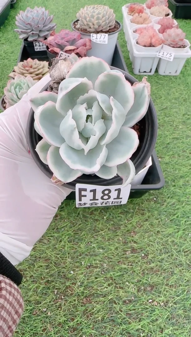 【闪购商品】梦会多肉一物一拍