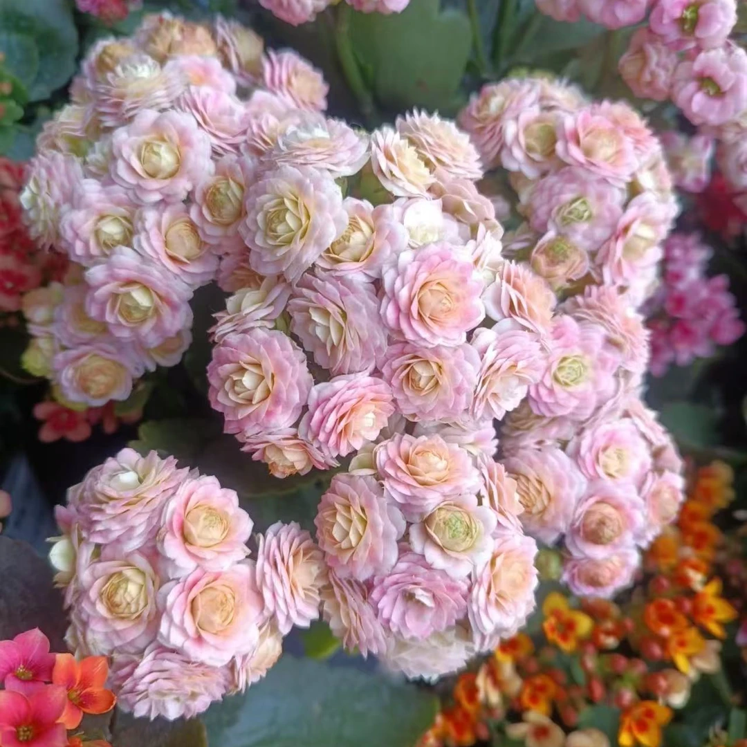 【蟠桃】长寿花盆栽带花苞四季花易养活阳台窗台办公室花卉