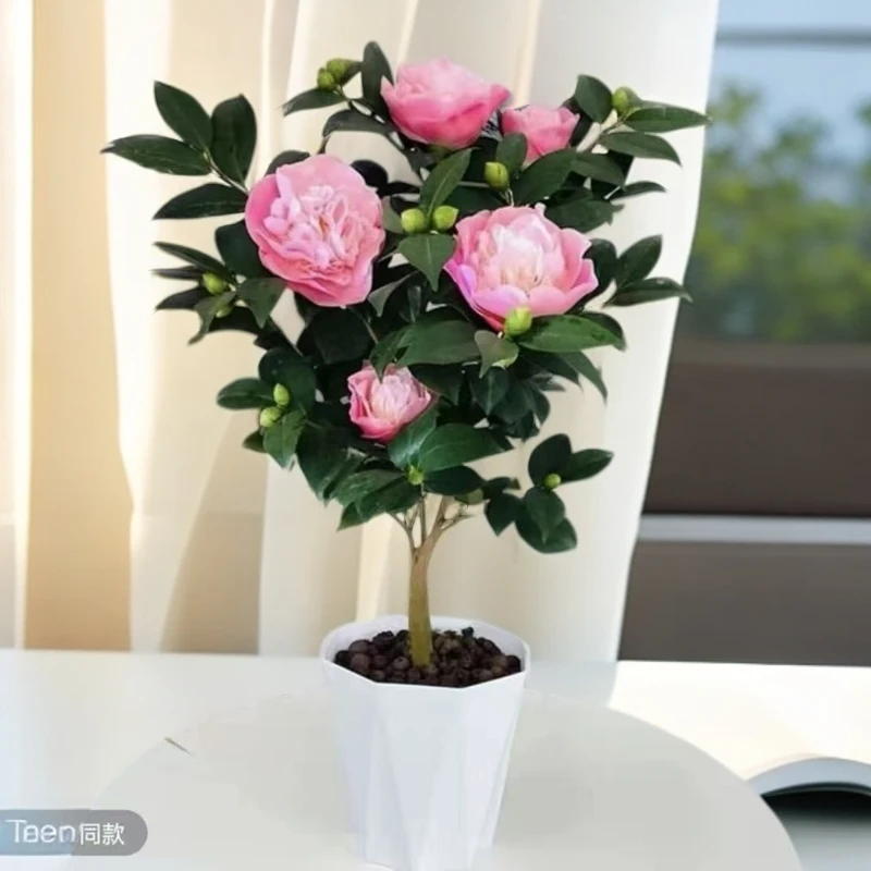 四季香妃茶花盆栽带花苞室内外好养易活浓香型花卉