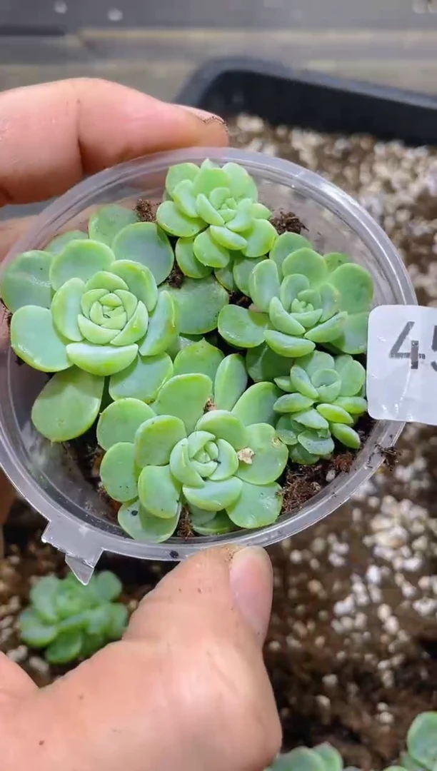 457纸鸢          量拍