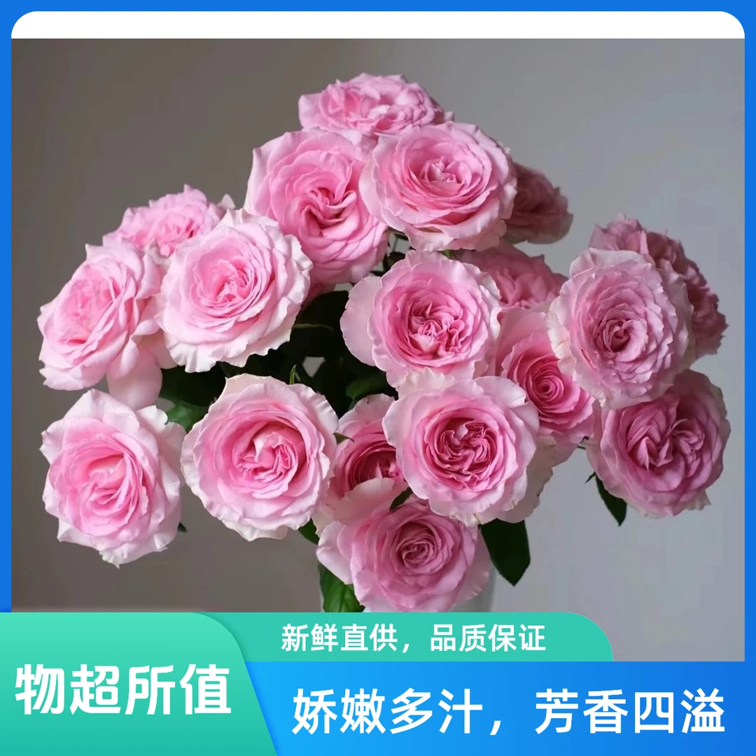 【A级洛神玫瑰】云南花卉鲜花昆明花卉鲜花斗南基地批发A级切花花束