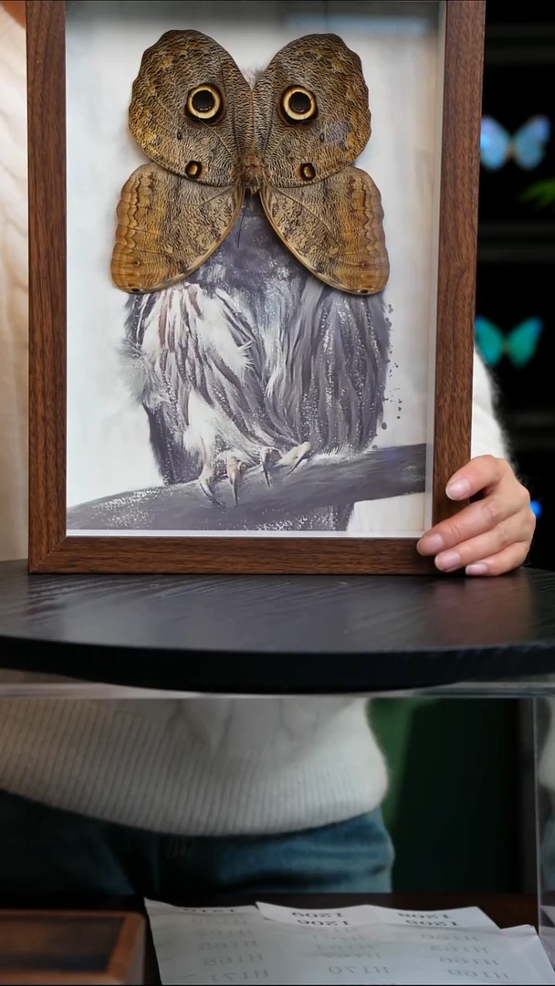 蝴蝶标本摆件竞拍猫头鹰环蝶I205