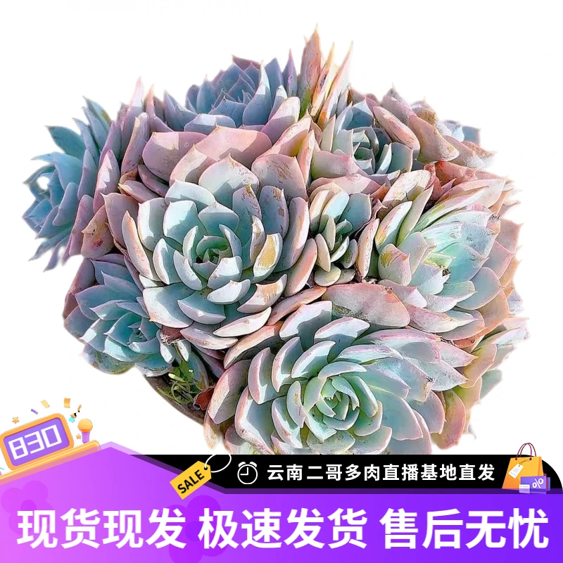 【多头蓝石莲 满9.9包邮】星花怒放阳台露台办公室绿植栽种养护叶片