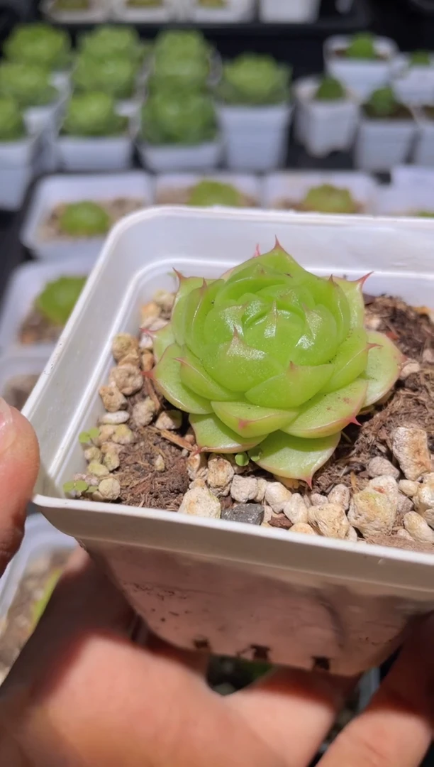 323玲珑优选量拍发一颗
