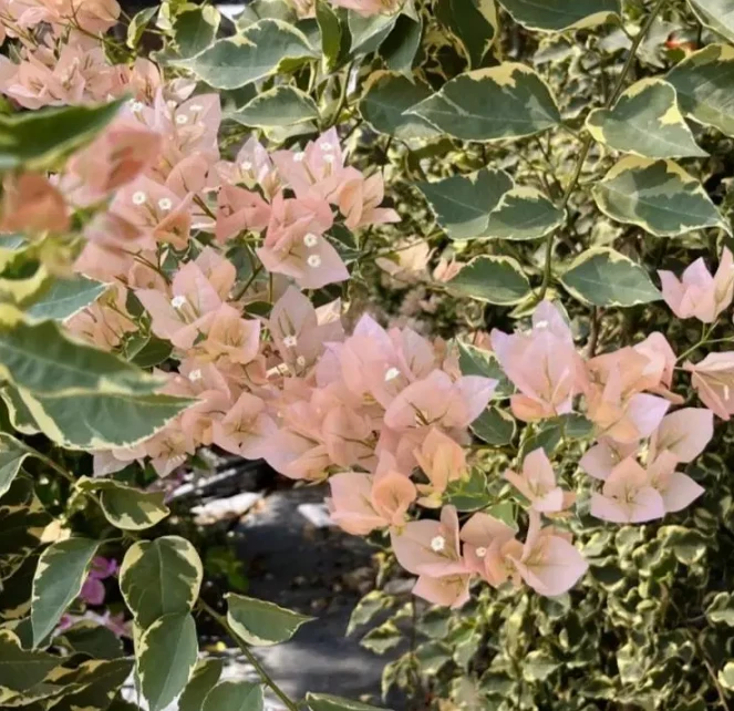 少女心 三角梅 不带花 不带盆