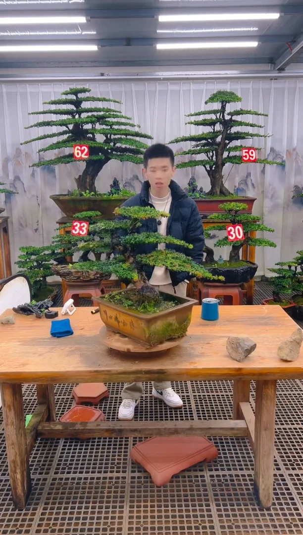 无花朵用****3精品盆景直播间一物一拍