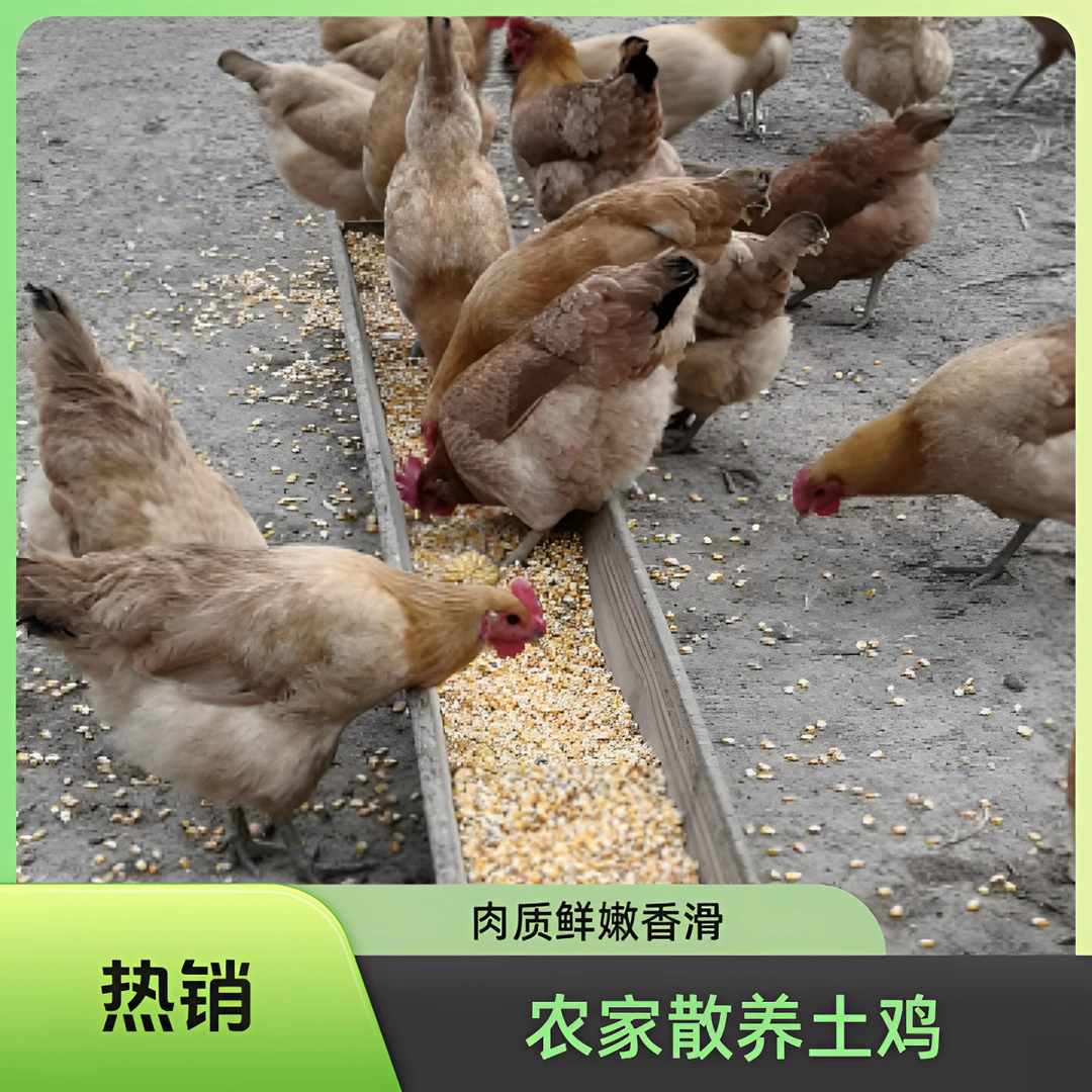 纯粮食喂养一年半零添加老母鸡
