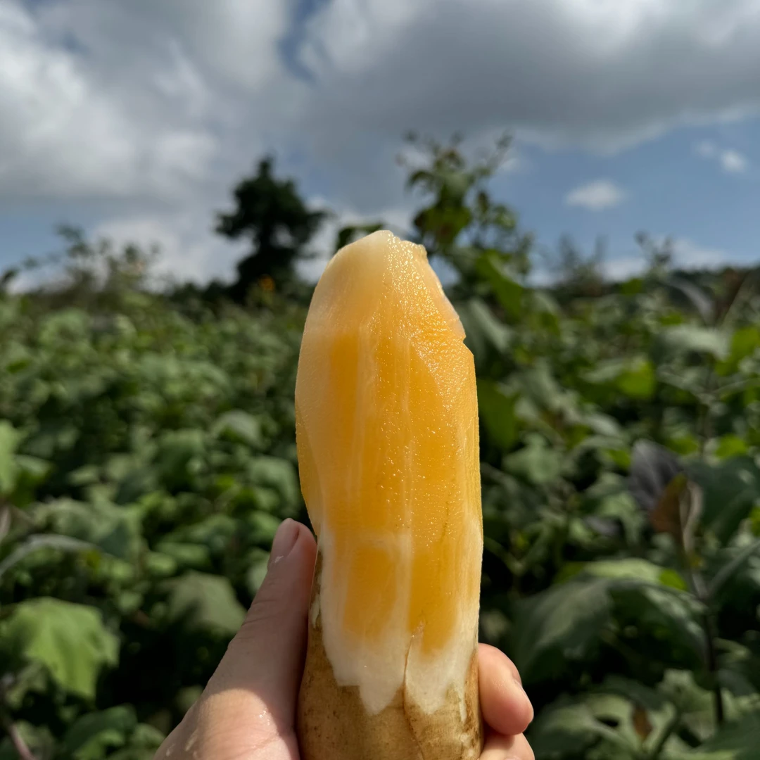 【云南天山雪莲果】现挖现发脆甜多汁 应季新鲜水果 清甜 低糖 黄肉