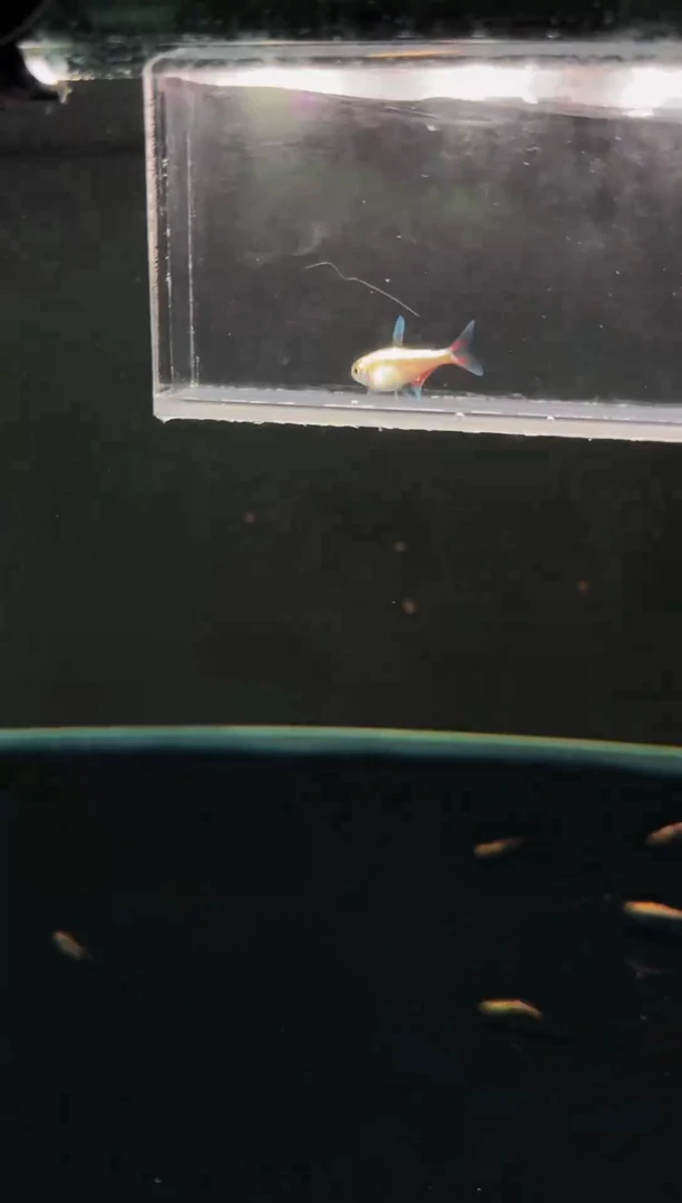 灯科鱼白金赤霞*1（2黑点）