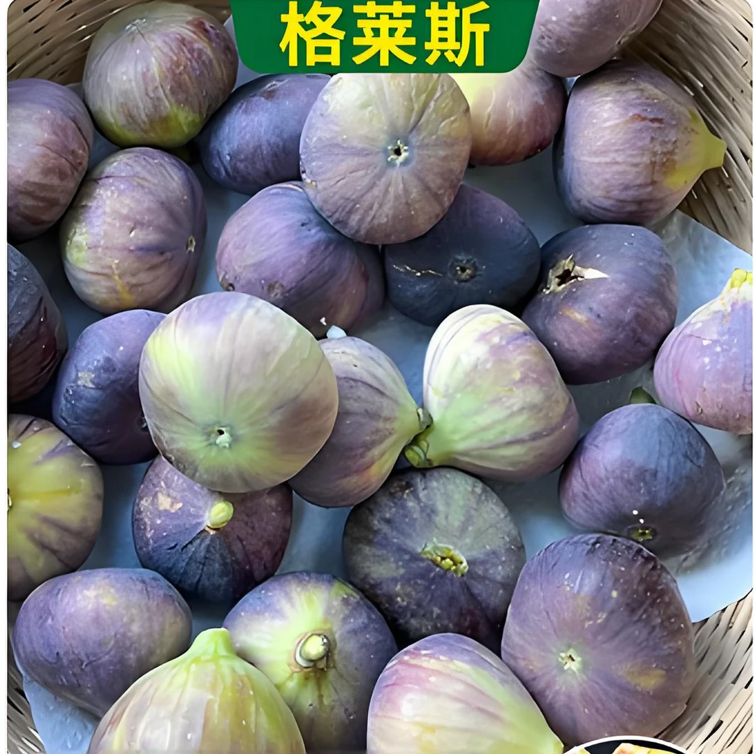 矮化无花果树苗盆栽地栽果树苗南方北方种植矮化老桩当年结果