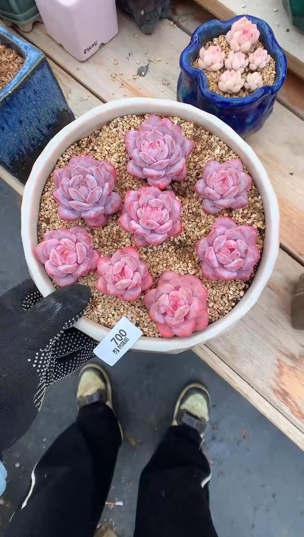 700粉星影8棵一物一拍多肉植物