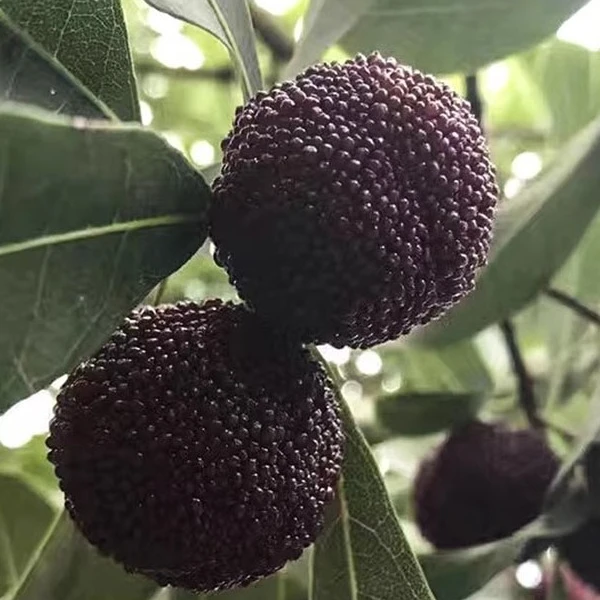 25A仙居东槐杨梅25-30克