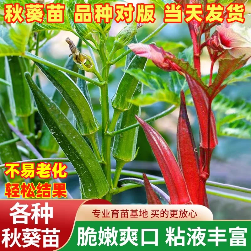 秋葵秧苗高产绿秋葵