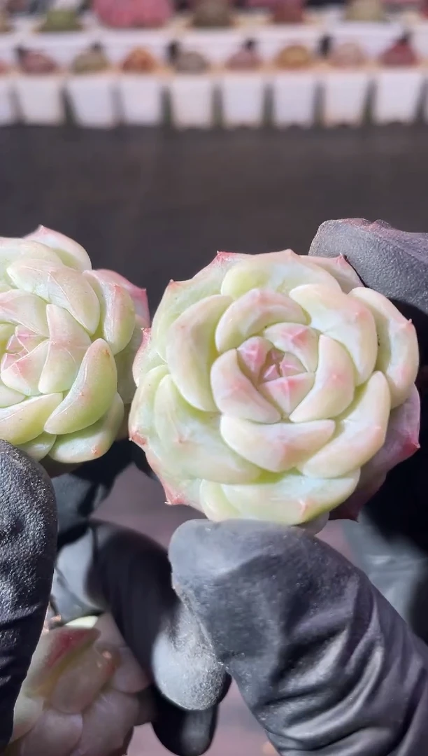 12-3 雪之羽2-3厘米 量拍发一颗