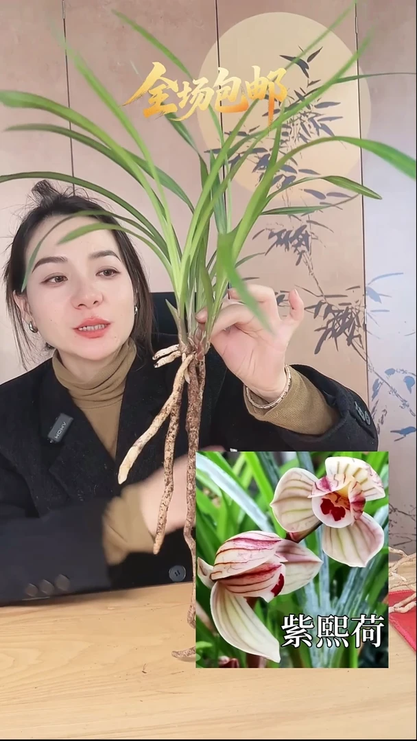 当前无花栽培后可以开花：紫熙荷