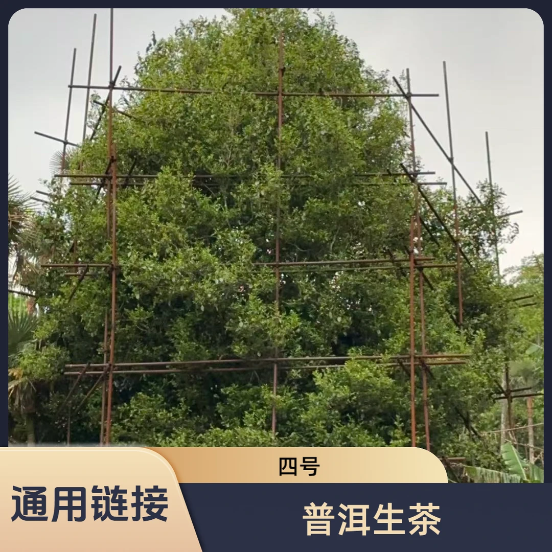 【宠粉拉新】麻栗坡英雄古树红茶龙珠