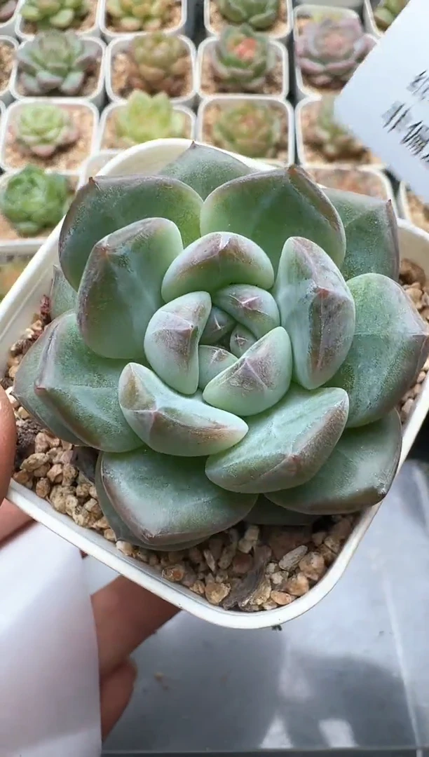 642D云禹多肉植物 带盆土纸巾打包 3颗包邮