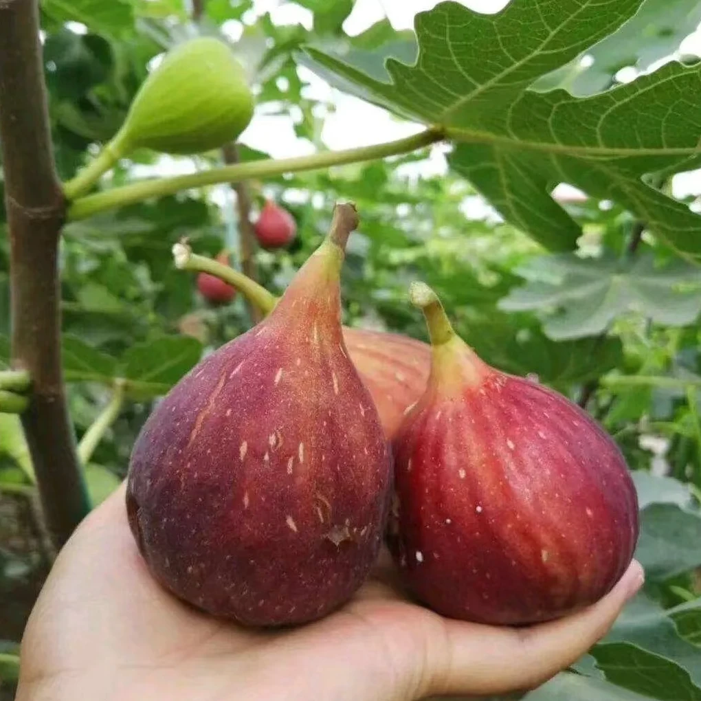 波姬红无花果室内室外南方北方都能种植原土原盆