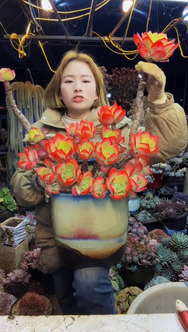商****坊12号一物一拍带盆商城