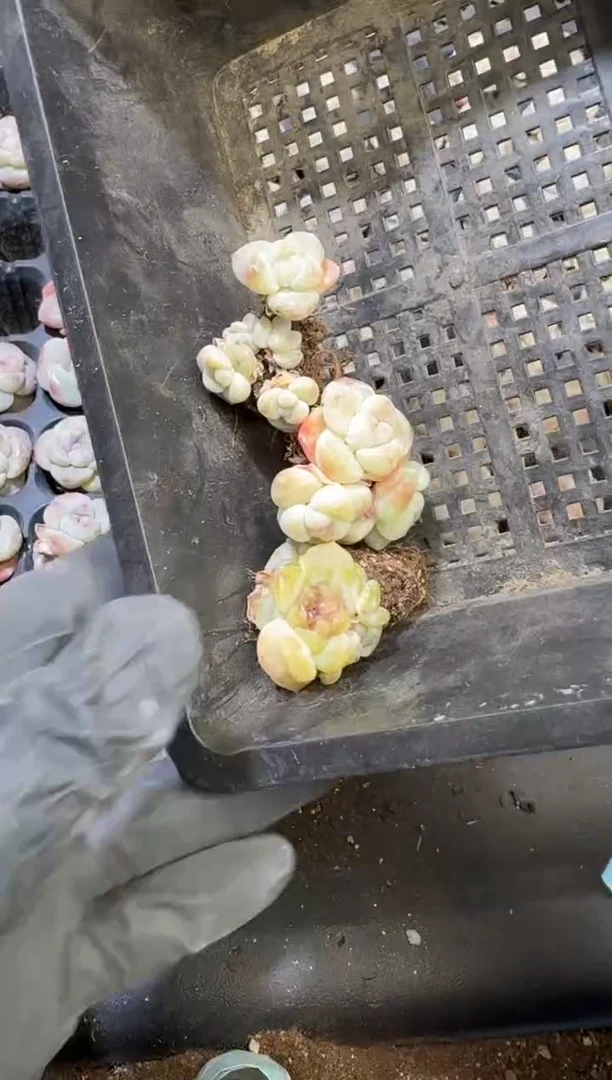 【闪购商品】31号到手一框江北多肉