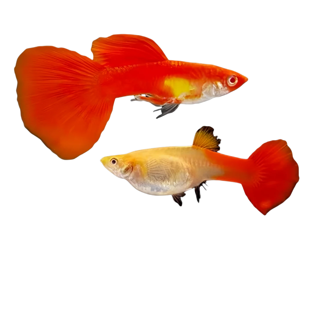 精品孔雀鱼 血红 大背血红 小型热带胎生淡水鱼 可繁殖入缸不包损