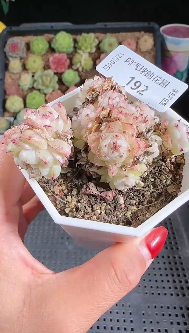 1206-192多肉群生不包整