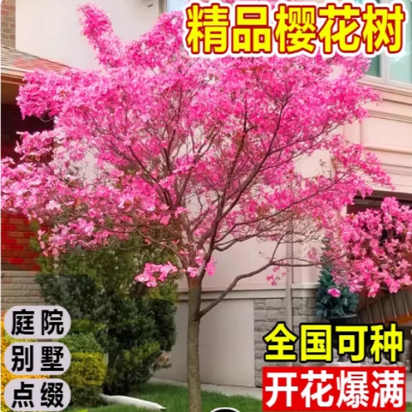 樱花树苗重瓣盆栽室内四季外阳台庭院大树植物开花绿化风景树苗木