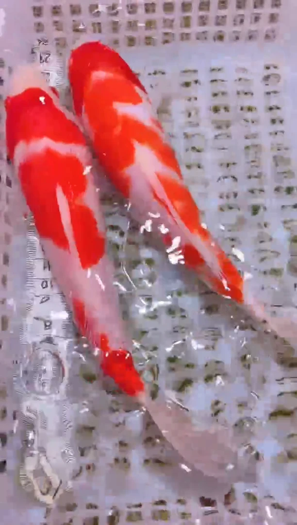 锦鲤冷水观赏鱼全场包邮23