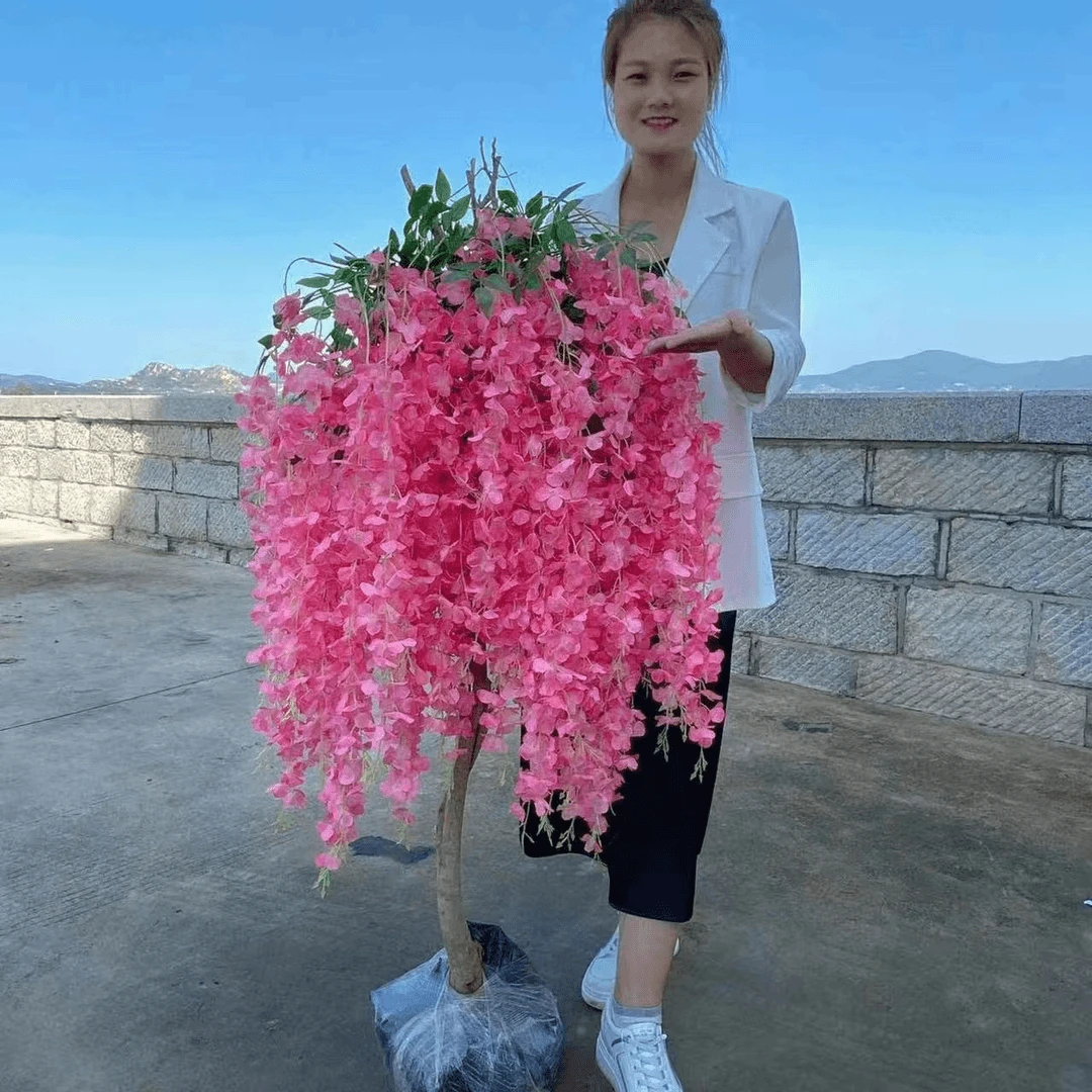 精品独杆紫藤花树苗紫藤花盆栽地栽阳台栽植当年种植耐寒当年开花