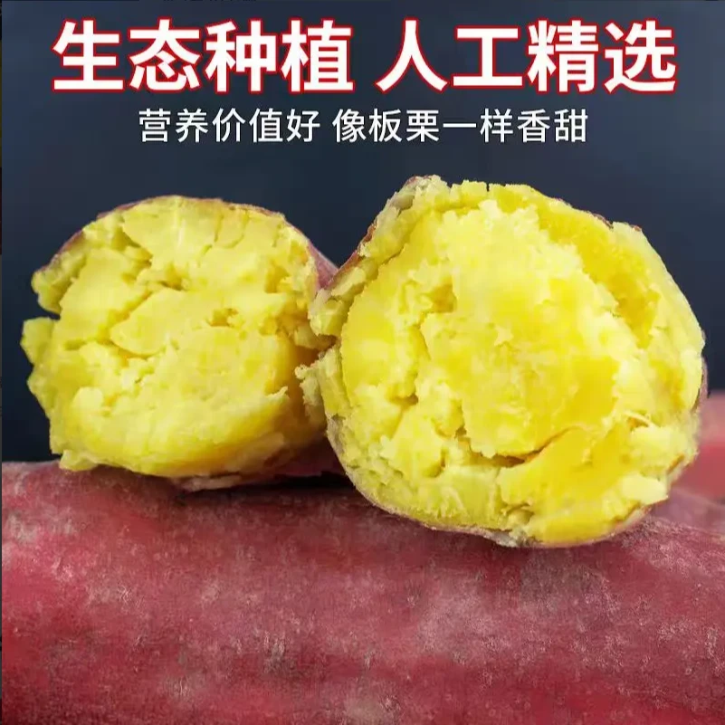 新鲜现挖沙地板栗红薯粉糯香甜正宗蜜薯板栗红薯地瓜包邮Y