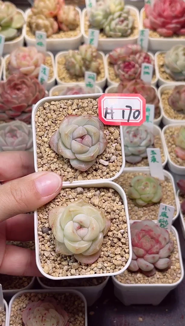 【闪购商品】H170两个冰玛瑙一物一拍