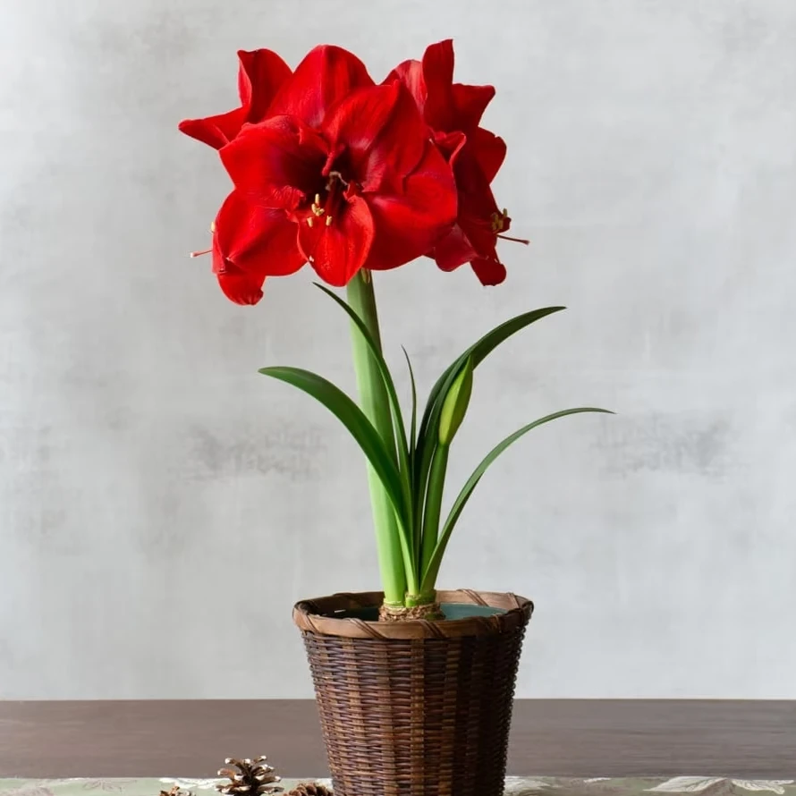 朱顶红种球红狮室内阳台盆栽懒人盆栽  【不开花包退】