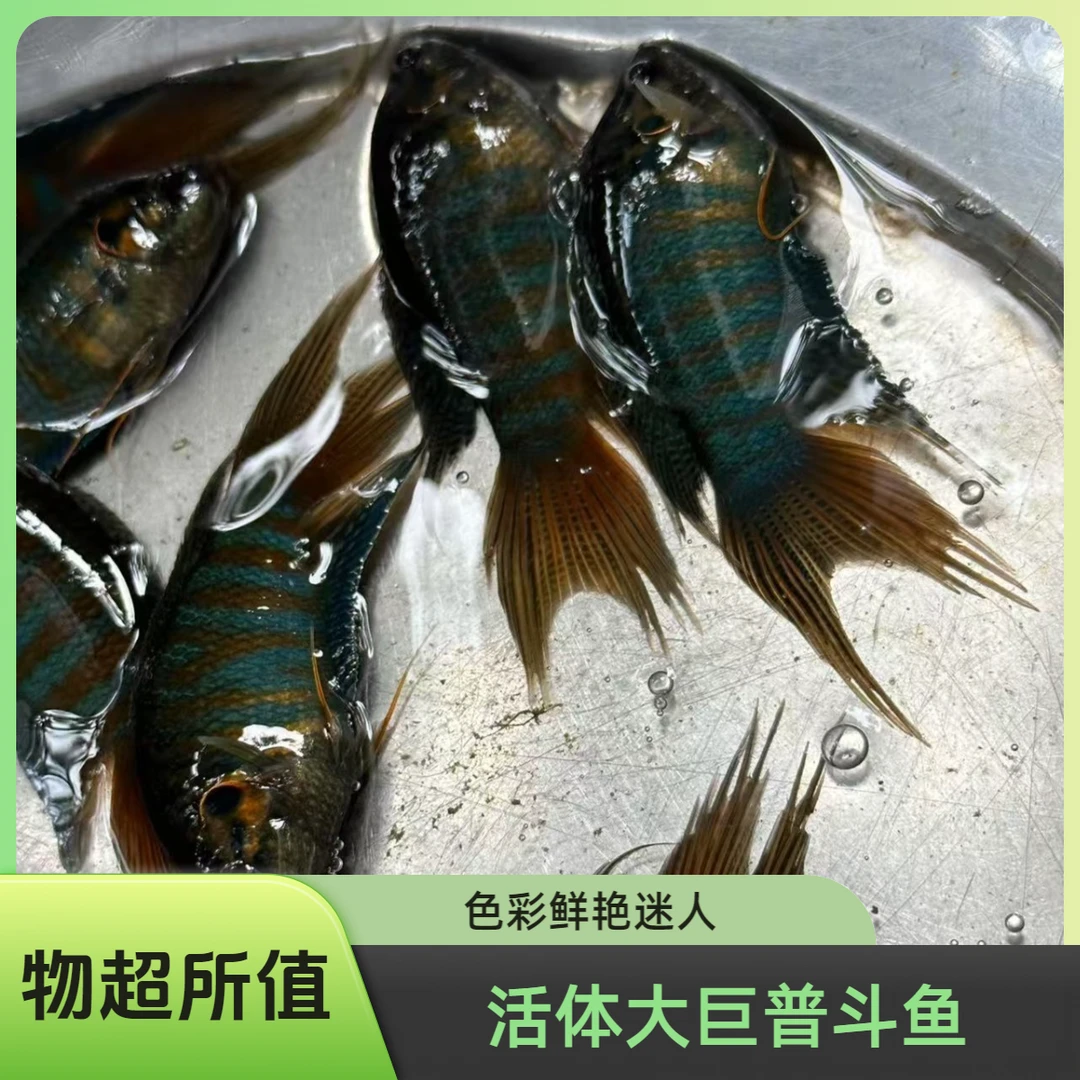 活体观赏中国斗鱼巨普水中游龙观背淡水耐养小型冷水鱼无需打氧气