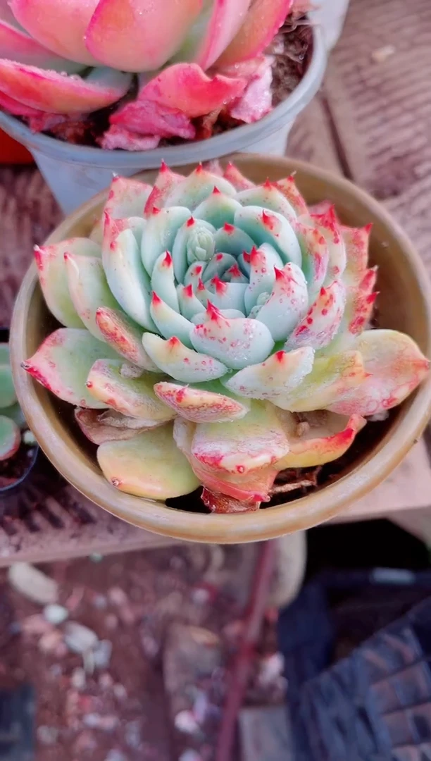 秋****.跃跃精品多肉01018