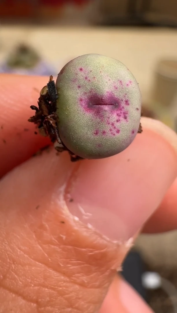 7-176多肉植物肉锥