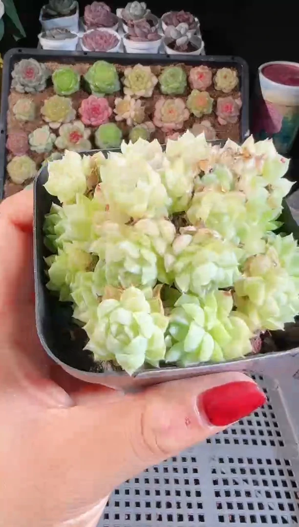 1108-829麦秆群不包整