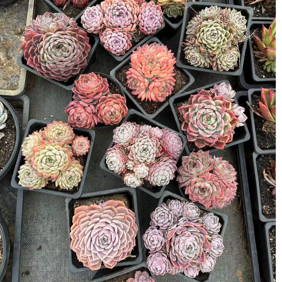 15#世美回馈真爱粉精品多肉多肉植物  前男友精品多肉