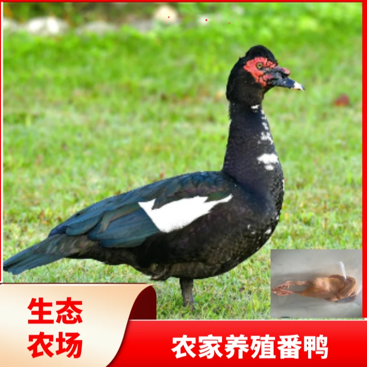 安徽农家番鸭2只装 红嘴雁　宰杀好净膛冷链发货 2只总净重10斤