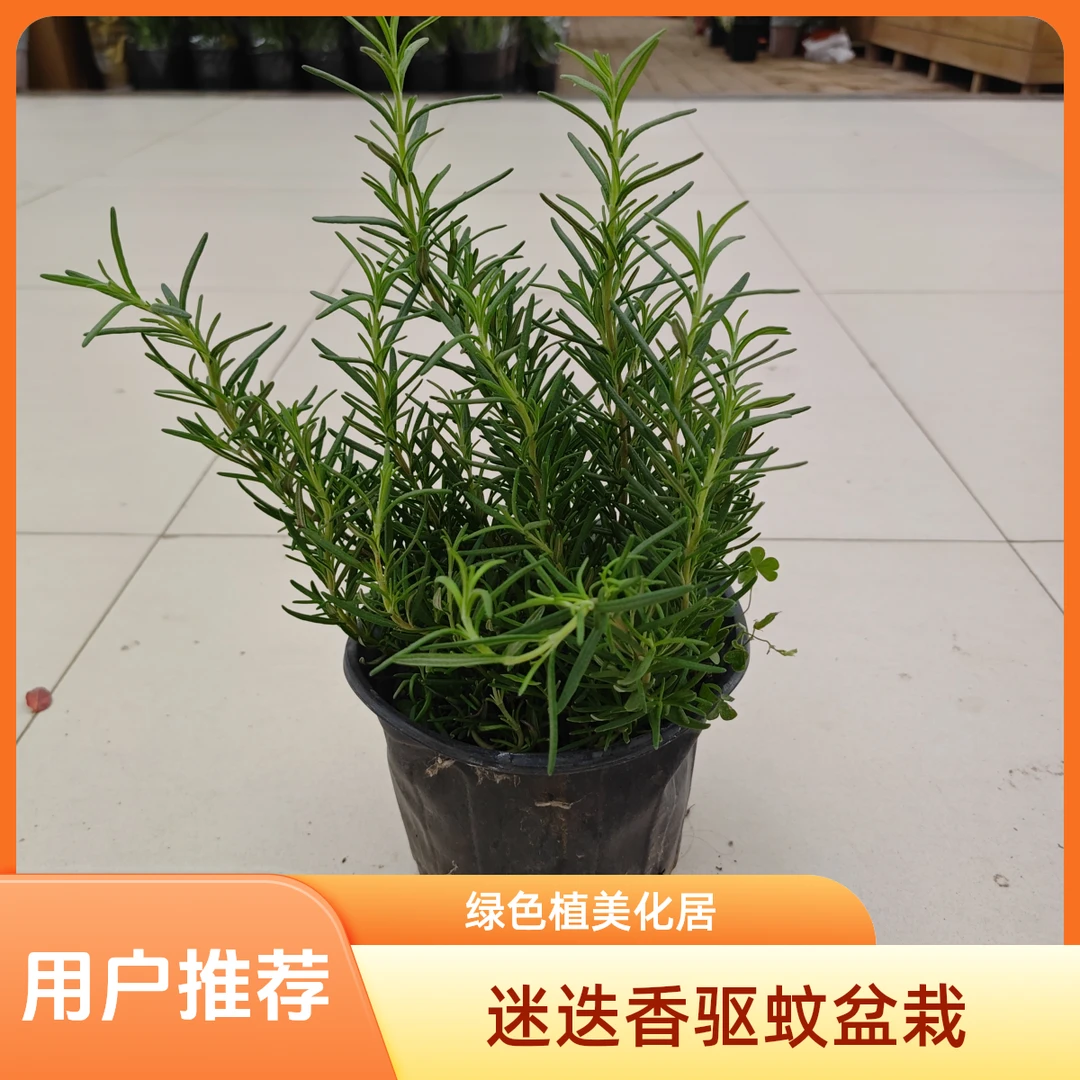 迷迭香盆栽绿植驱蚊虫